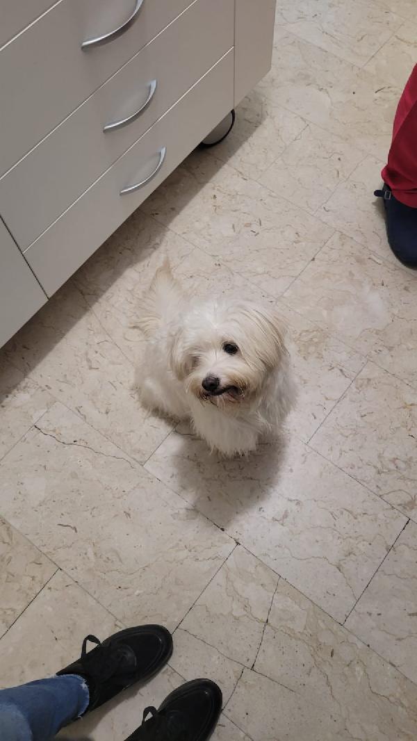 Splendida simil maltese - LUNA Foto 8